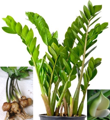 Kim tien Phat tai – ZZ plant (Zamioculcas zamiifolia)