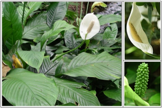 Lan y – Peace lily (Spathiphyllum wallisii)